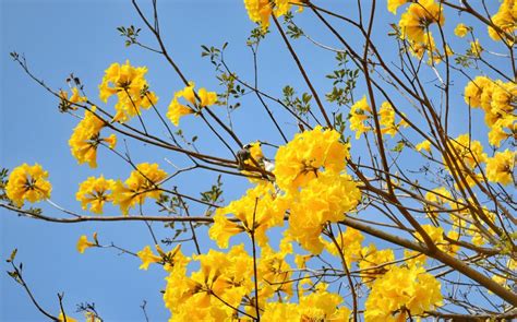 黃色的花樹木|黃花風鈴木